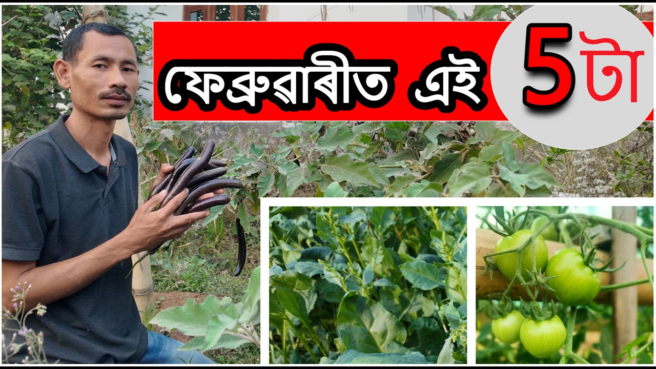 ফেব্ৰুৱাৰীত সহজে খেতি কৰিব পৰা ৫ টা শাক-পাচলি 🌱 | 5 Easy Vegetables to Grow in February