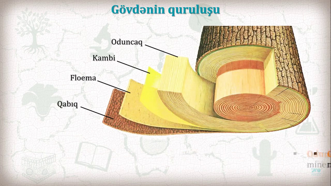 90 Gövdə, zoğ, tumurcuq. Vegetativ çoxalma