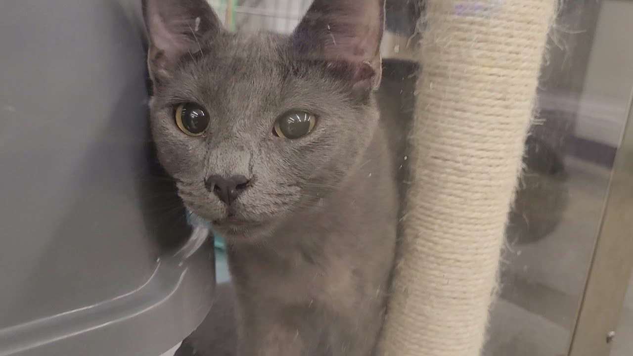 Cats waiting for adoption at Petsmart (Houston TX)