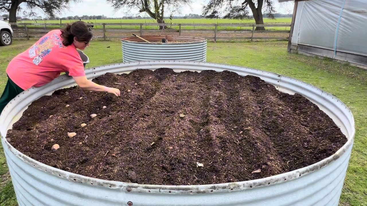 How to Plant Potatoes 