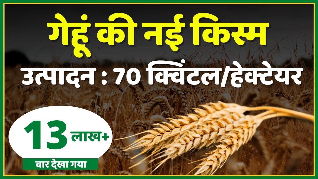 Wheat का Record उत्पादन | गेहूं की नई किस्म उत्पादन 70 क्विंटल / Hectare | पूसा यशस्वी