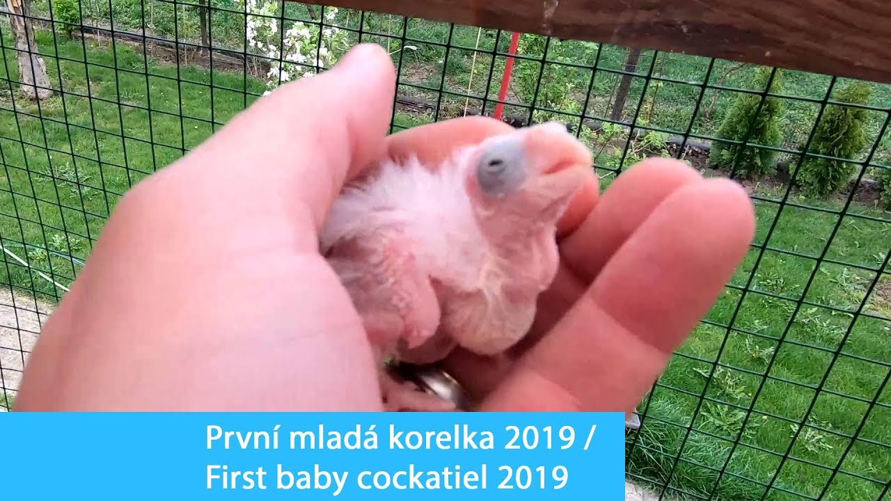 Prvn&iacute; ml&aacute;dě korely roku 2019/ First baby cockatiel 2019 │KorelyEu