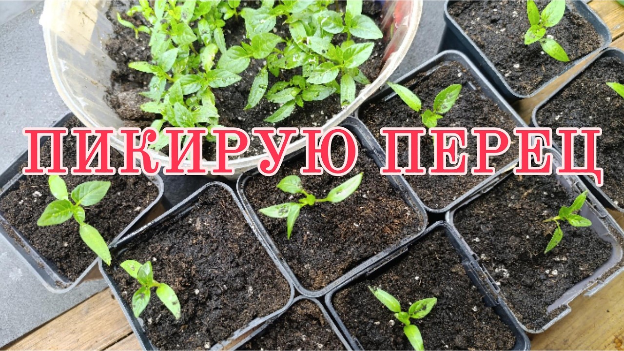 Пикирую ПЕРЕЦ.
