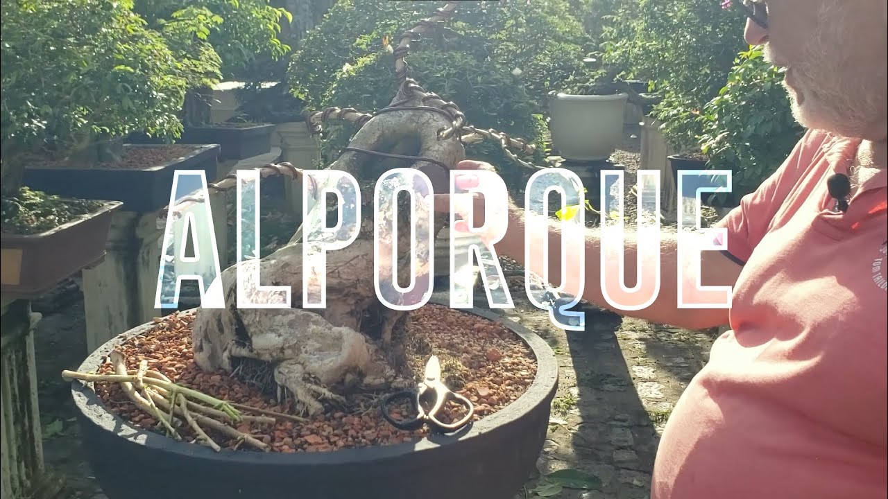 Alporque no Reseda (Bonsai)