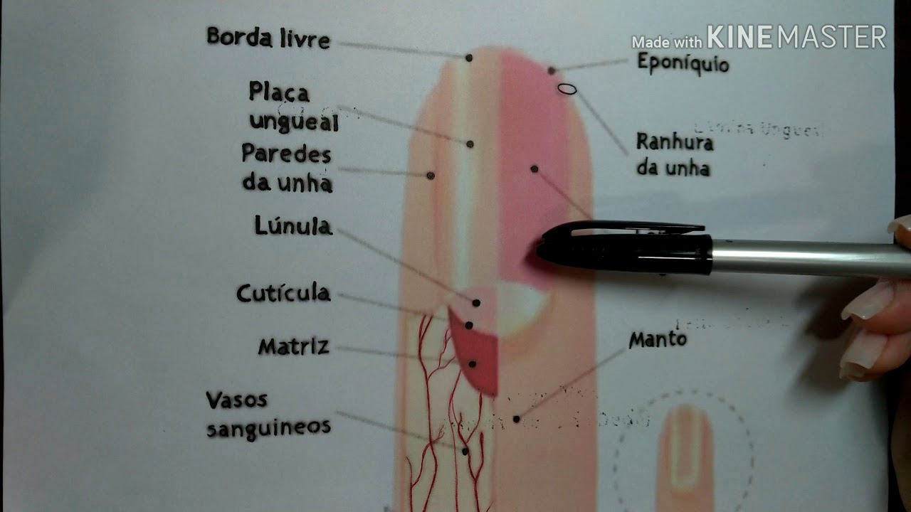 Anatomia das unhas naturais