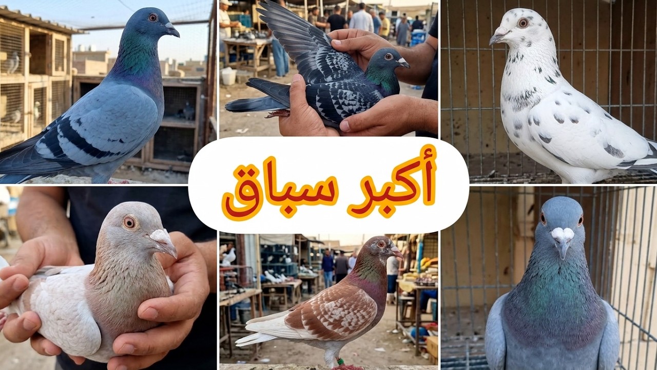 سباقات الحمام الزاجل في ارض العراق من أكبر السباق في الشرق الأوسط 🪽🕊️🕊️