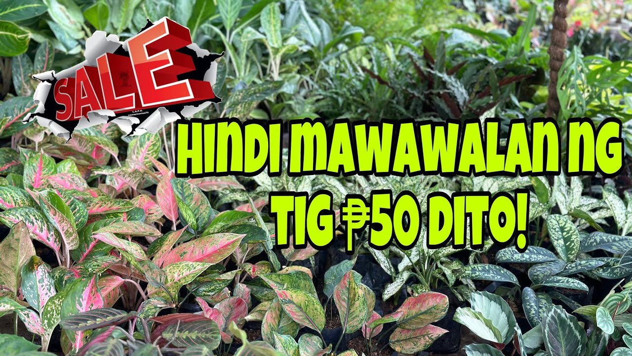 HINDI MAWAWALAN NG TIG ₱50 SALE!