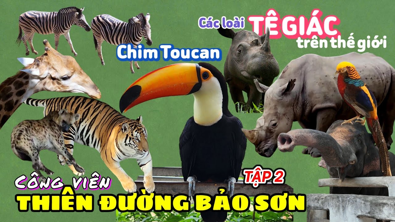 Công viên Thiên Đường Bảo Sơn (Hà Nội) - Tập 2: Khám phá vườn thú, tìm hiểu về các loài Tê Giác