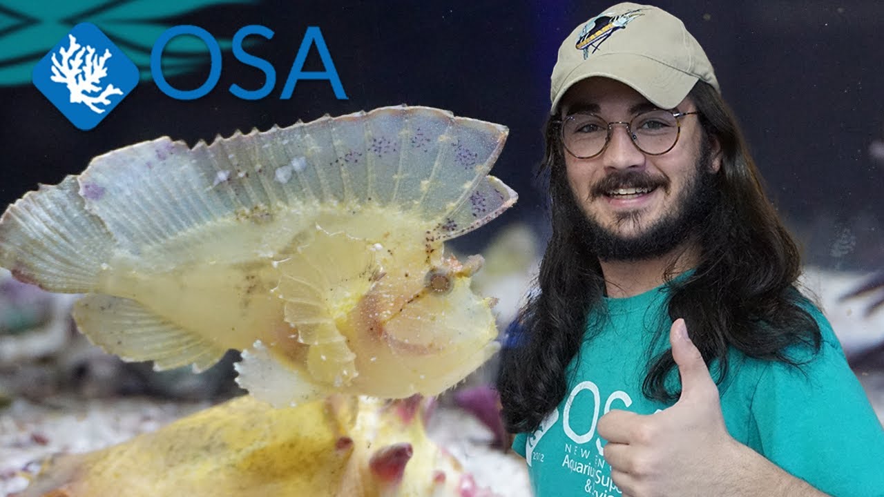 The ULTRA VENOMOUS Leaf Scorpionfish