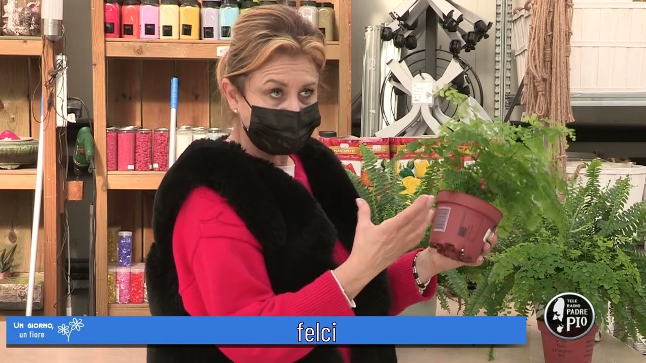 Le felci (Un giorno, un fiore 21 Febbraio 2022)