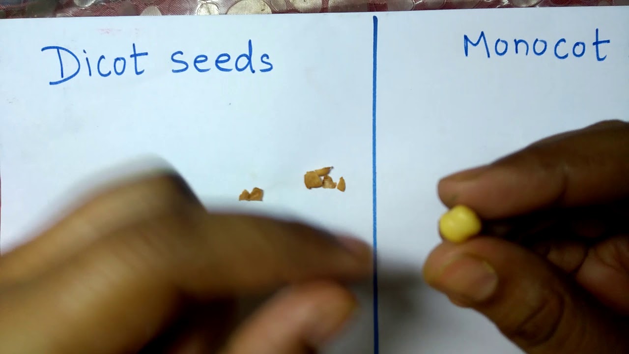 monocot and dicot plants||amazing explanation||Identification of monocot and dicot seeds