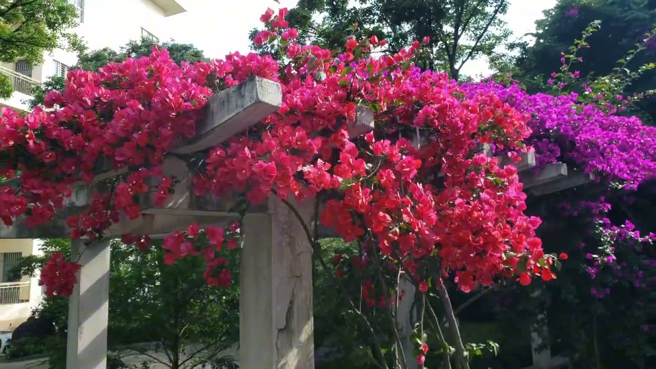 Various colors of Bagan Bilash Flower at our University