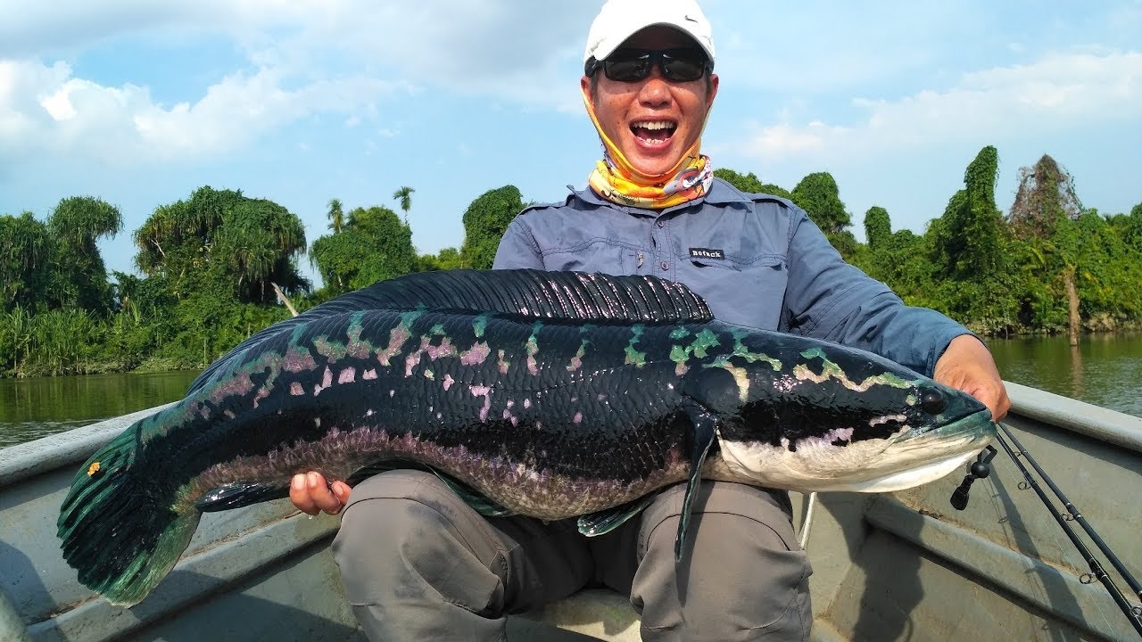Sport Fishing [On the Toman (Giant Snakehead) Trail Day 2]