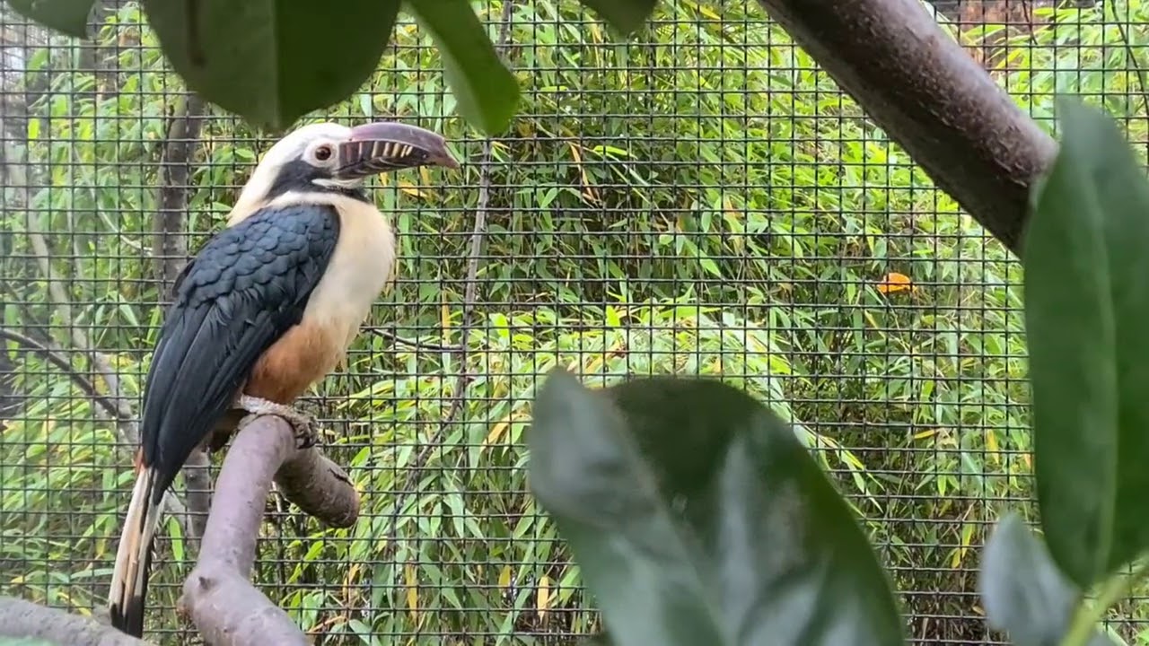 „Projděte se“ po Zoo Praha: Na návštěvě u vzácných obyvatel Bažantnice (Jana Doktorová)