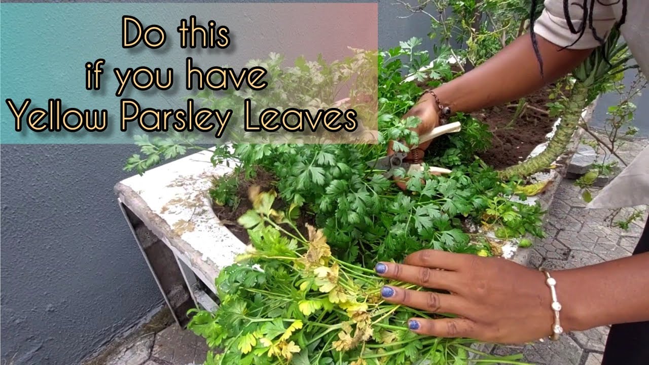 Her Parlsey leaves started turning Yellow, so i did this..