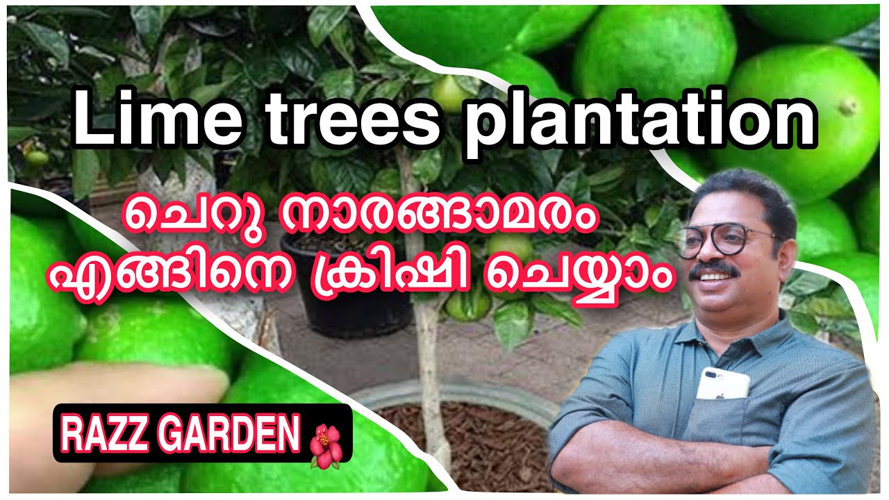 LIME TREES PLANTATION AND GROWING TIPS ചെറുനാരങ്ങ കൃഷിയും പരിപാലനവും