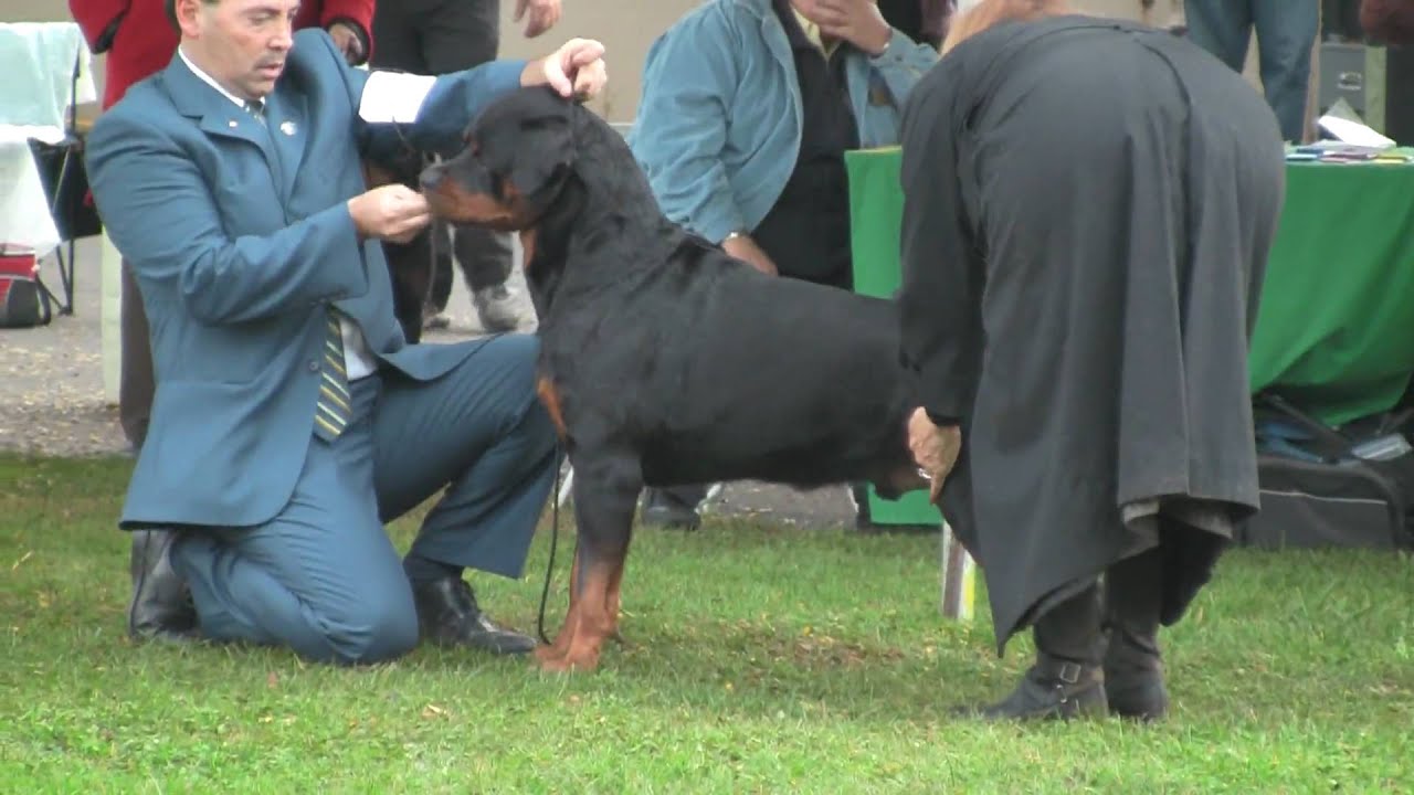 Best of Breed Monday
