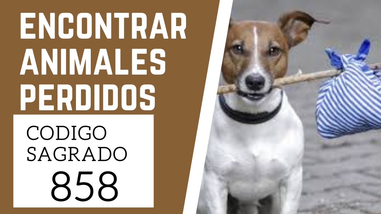 🙏 Código Sagrado para Encontrar Animales Perdidos 858  (mascotas extraviadas o robadas)🙏