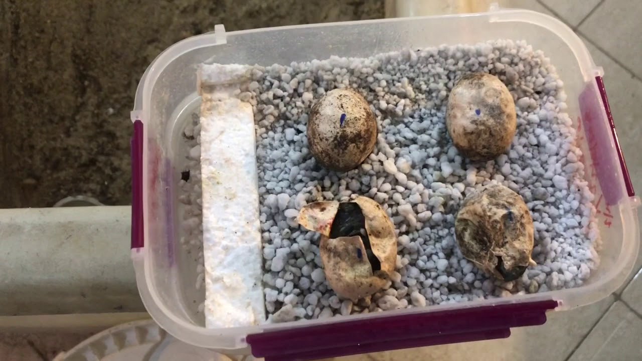 باقي بيض الإيجوانا مش عايز يفقس !! ايه الحل  Iguana Eggs