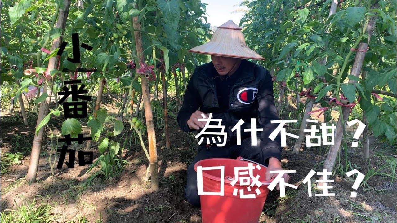 種黃金小番茄～為什麼不甜？口感不佳？正確管理才有「高剷量與高品質」