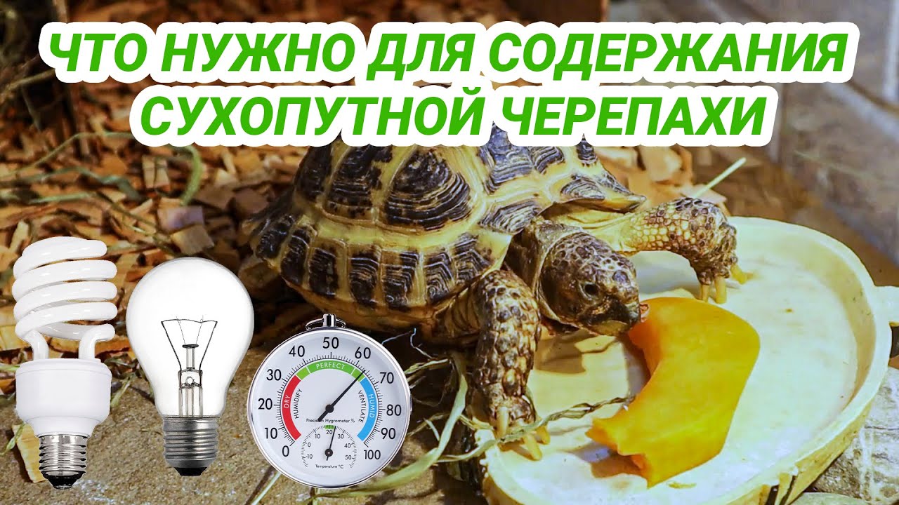 Что нужно купить для содержания сухопутной черепахи. Среднеазиатская черепаха