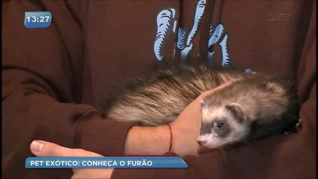 Conheça o furão, animal de estimação preferido dos curitibanos