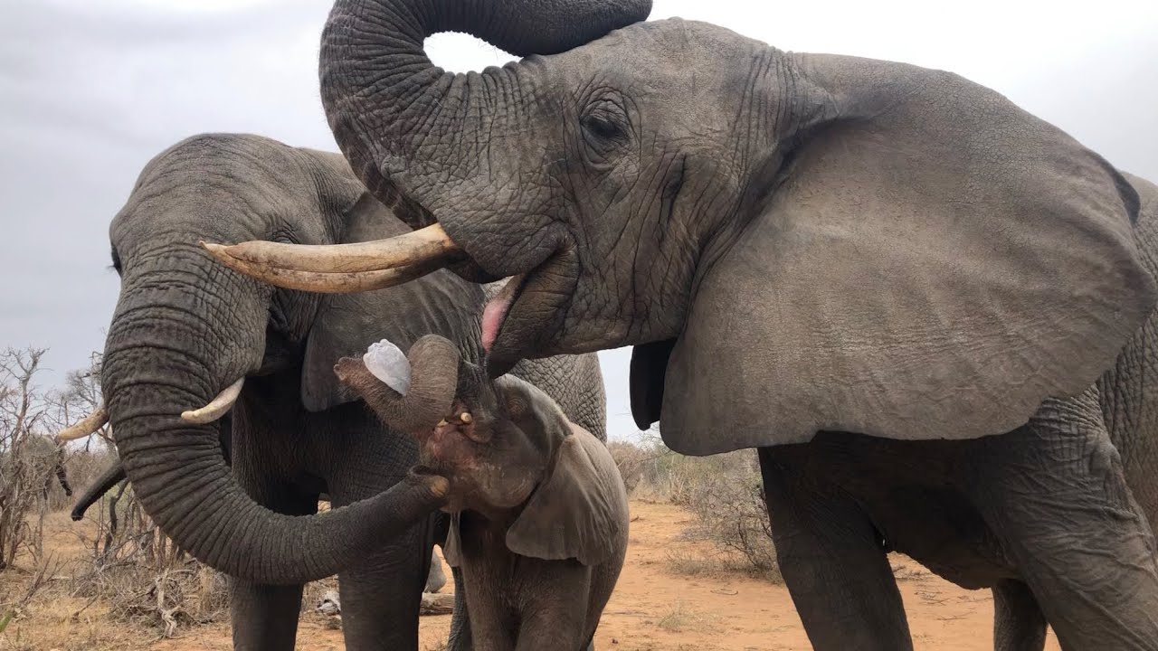 How Elephants Look After One Another! Khanyisa, Timisa, Klaserie & Pisa 💖🐘