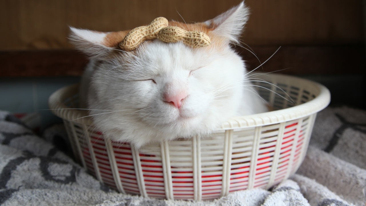 こたつのねこたちLIVE配信　　2026年2月20日