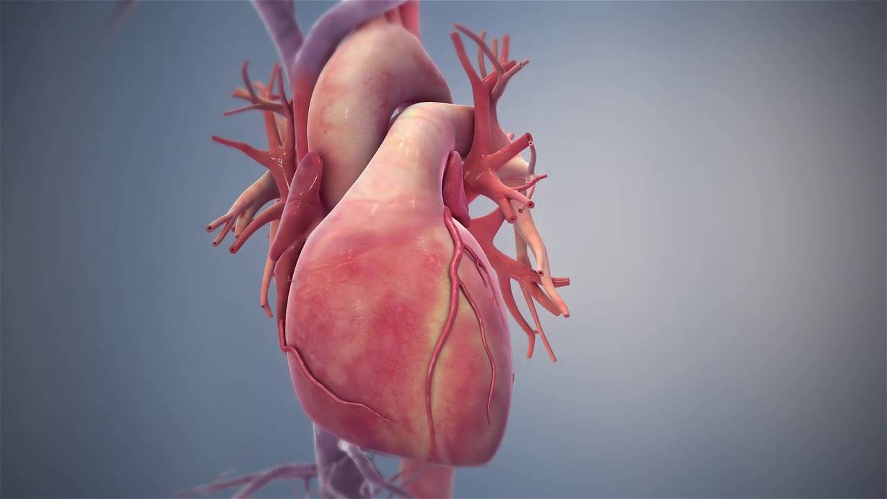 Стент Resolute Onyx (Medtronic) - Анимация