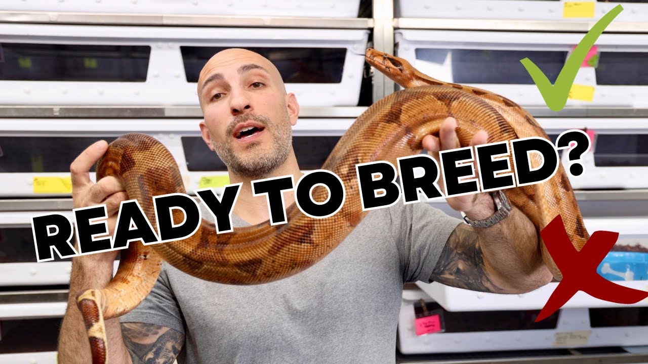 Is Boa Snake Big Enough to Breed? Breeding Age and Breeding Size Explained
