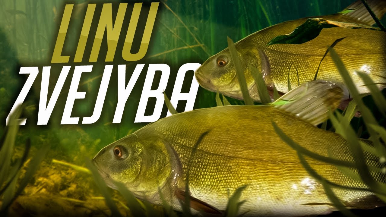 Lynų žvejyba: geriausios vietos ir patarimai