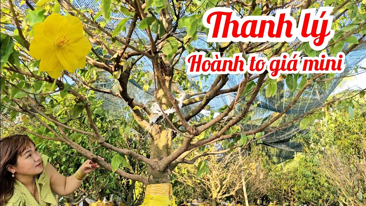 Kim Tuyền 📲 O786565755 Hoành to giá siêu nhỏ mai giảo Thủ Đức 19/3 (@MaivàngQuêdừa)