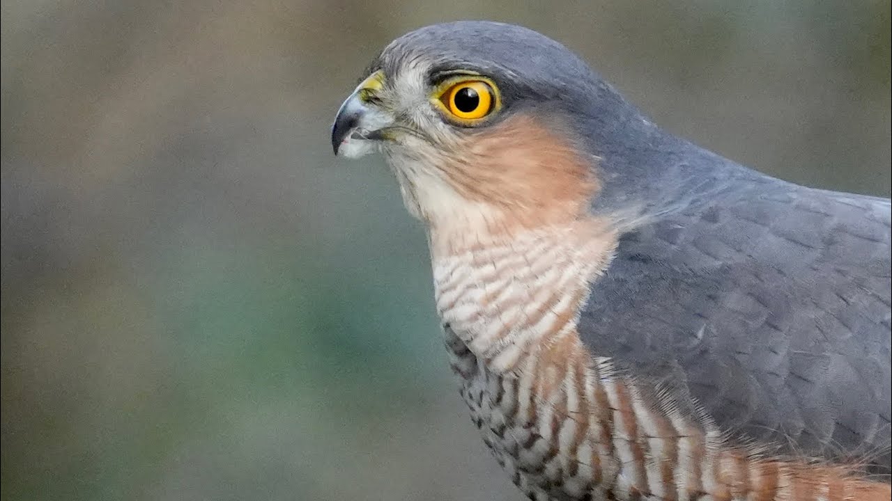 Photographing birds at Leeds wildlife hide 