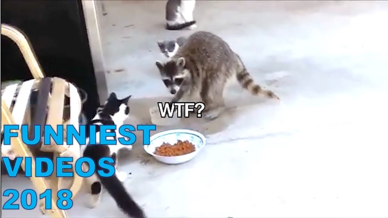 FUNNIEST VIDEOS of 2018 | JUNE 2018 | Try not to laugh