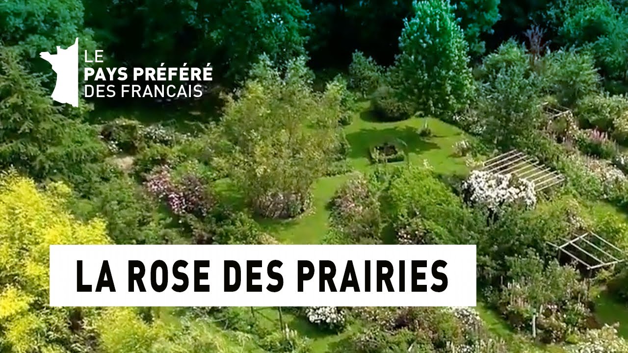 La rose des prairies - Région Auvergne - Le jardin préféré des Français