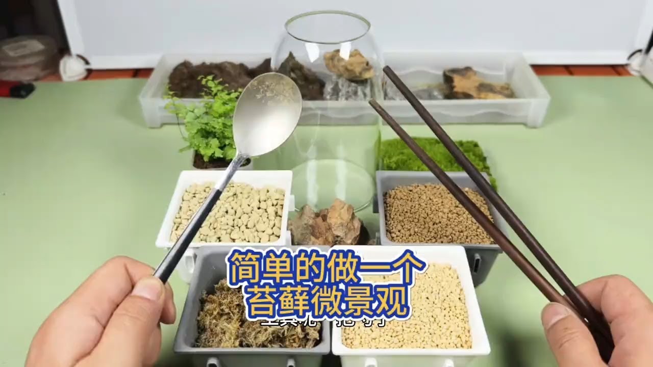 简单的做一个苔藓微景观##苔藓微景观 #苔藓微景观教学 #花卉绿植 #养花小知识