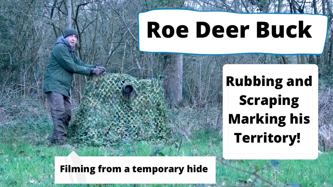 Roe Deer Buck Marking his Territory￼! Observed from a Makeshift Hide!