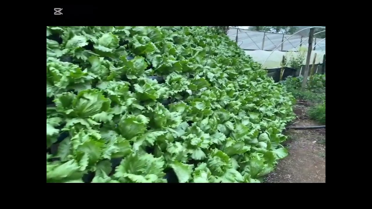 Se puede cultivar lechuga iceberg en hidroponia?
