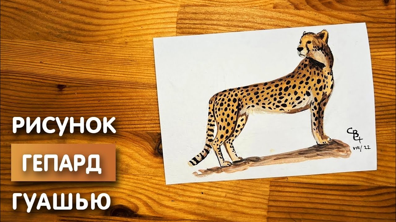 Как нарисовать гепарда карандашом и гуашью для детей | Рисунок поэтапно для срисовки
