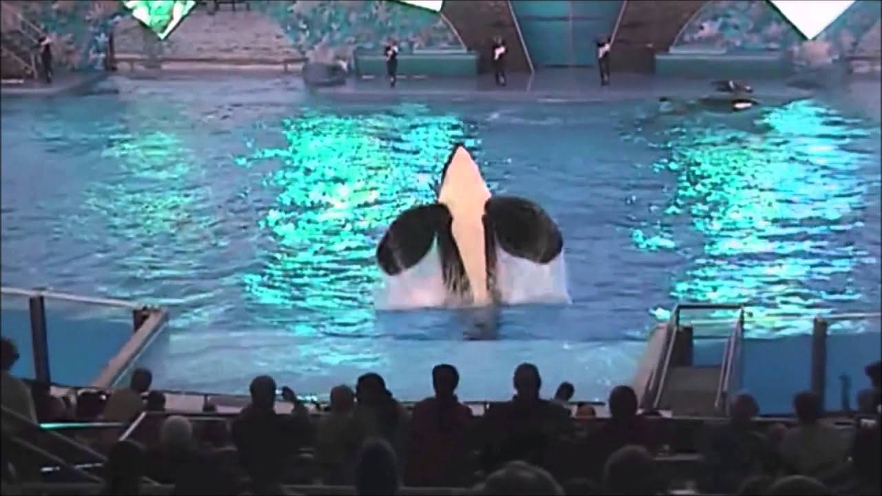 || There's a hero in Tilikum ||