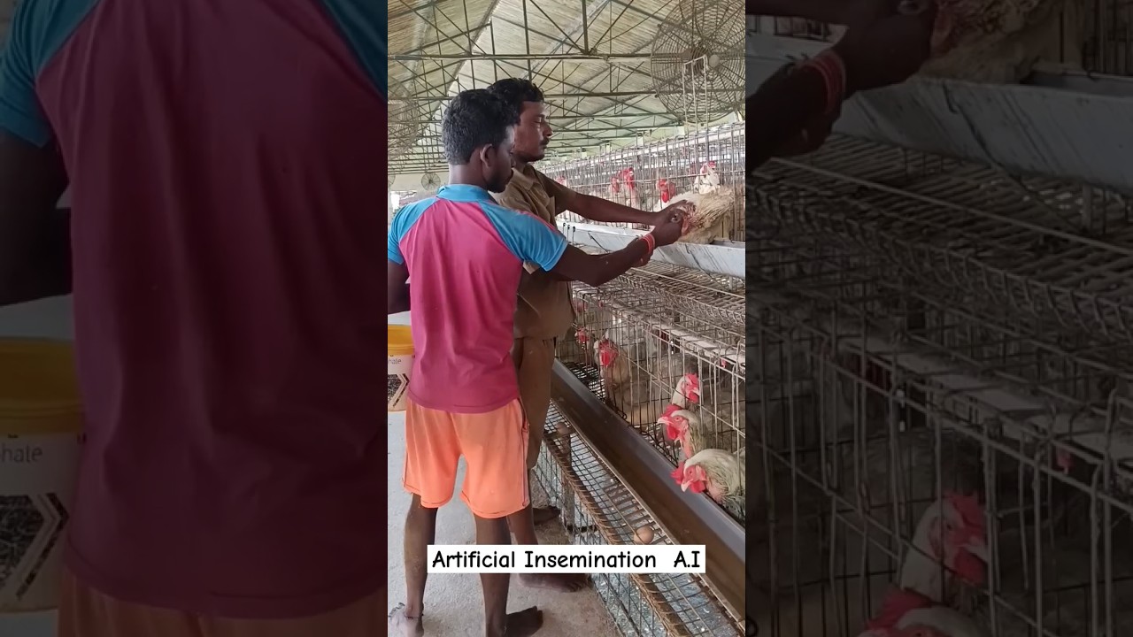 Broiler Breeder ,Artificial Insemination  A.I || #poultry #shorts #dailyvlog #ai