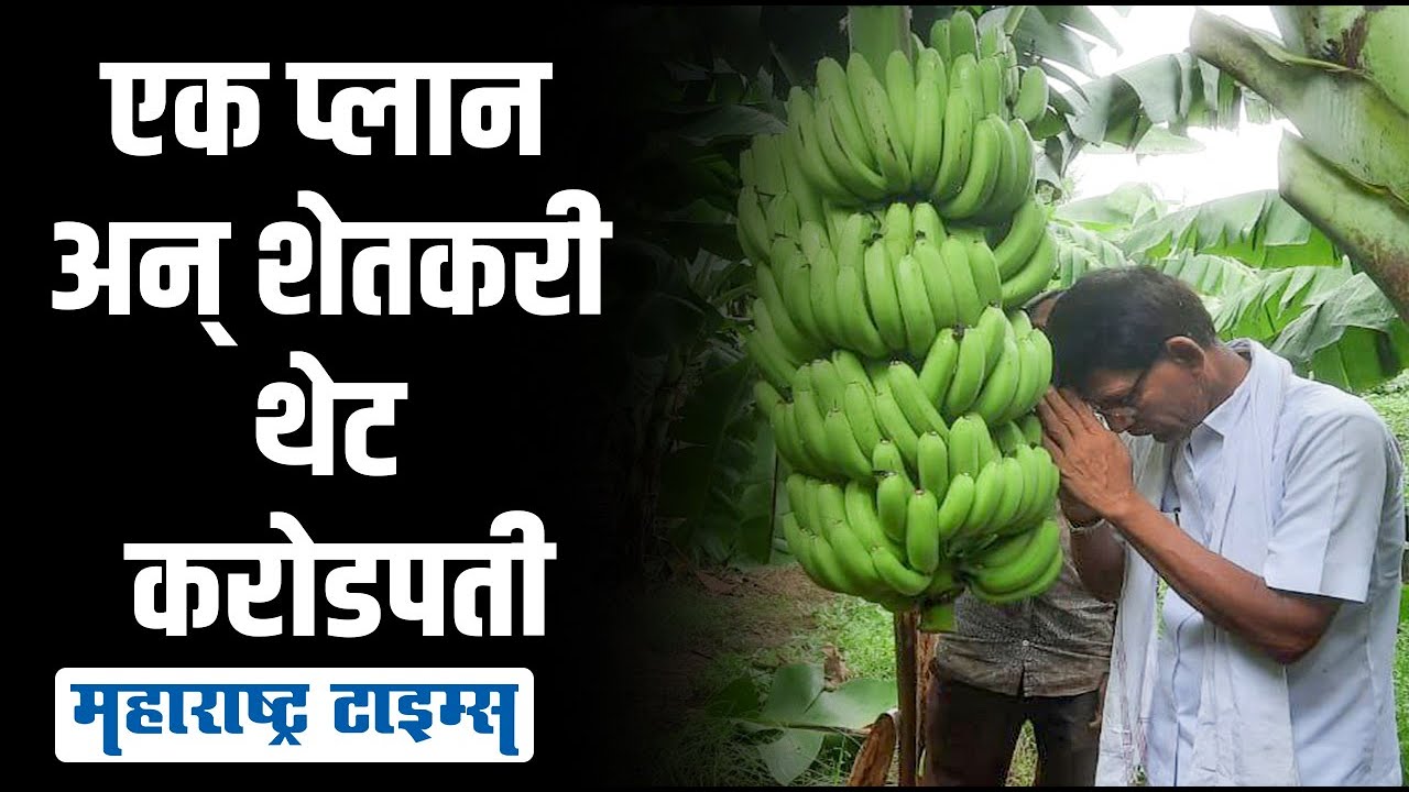Banana Farming | शेतकऱ्याची भन्नाट शक्कल;फक्त केळी उत्पादनातून करोडपती | Maharashtra Times