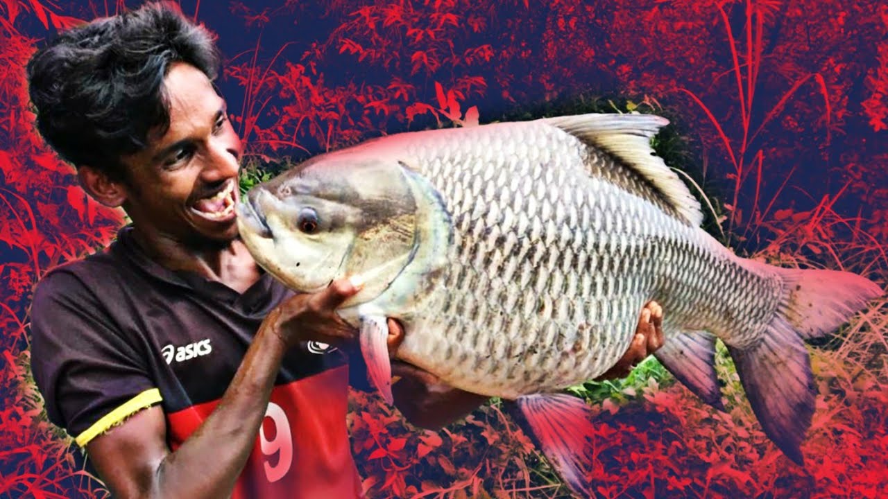 Yes it's a big one| carp fishing| കിട്ടി മക്കളെ കൊമ്പനെ ഒന്നല്ല രണ്ടെണ്ണം