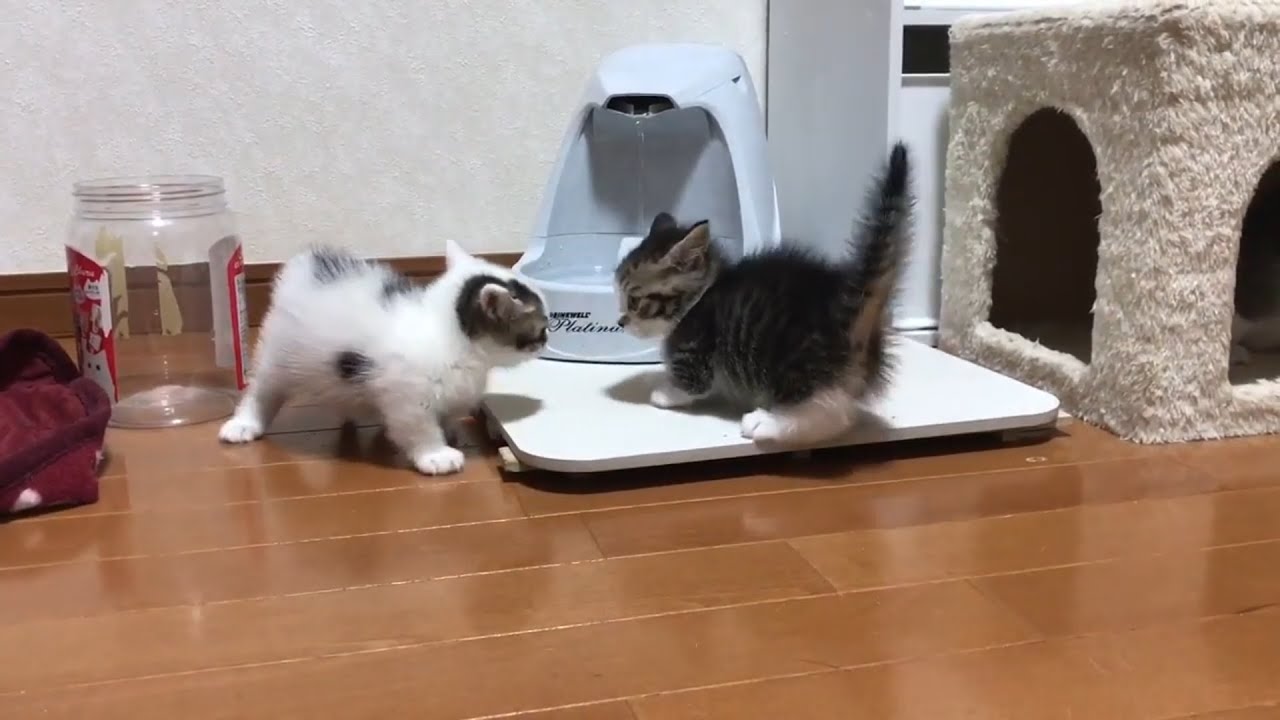 世界一短いケンカをする子猫が超かわいい