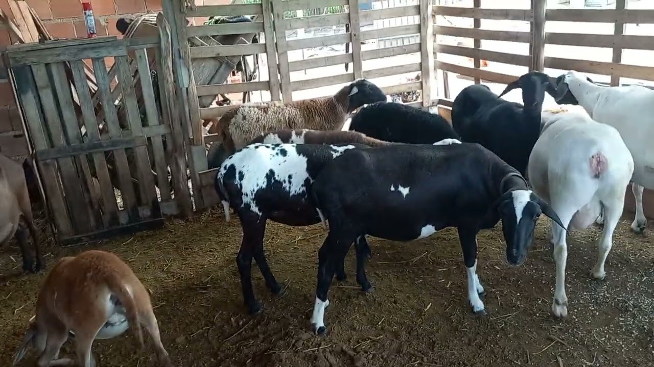 quando meu carneiro se torna reprodutor? 🐑🌾🌵