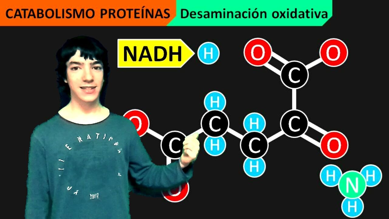 Catabolismo Prote&iacute;nas (Desaminaci&oacute;n y Transaminaci&oacute;n)