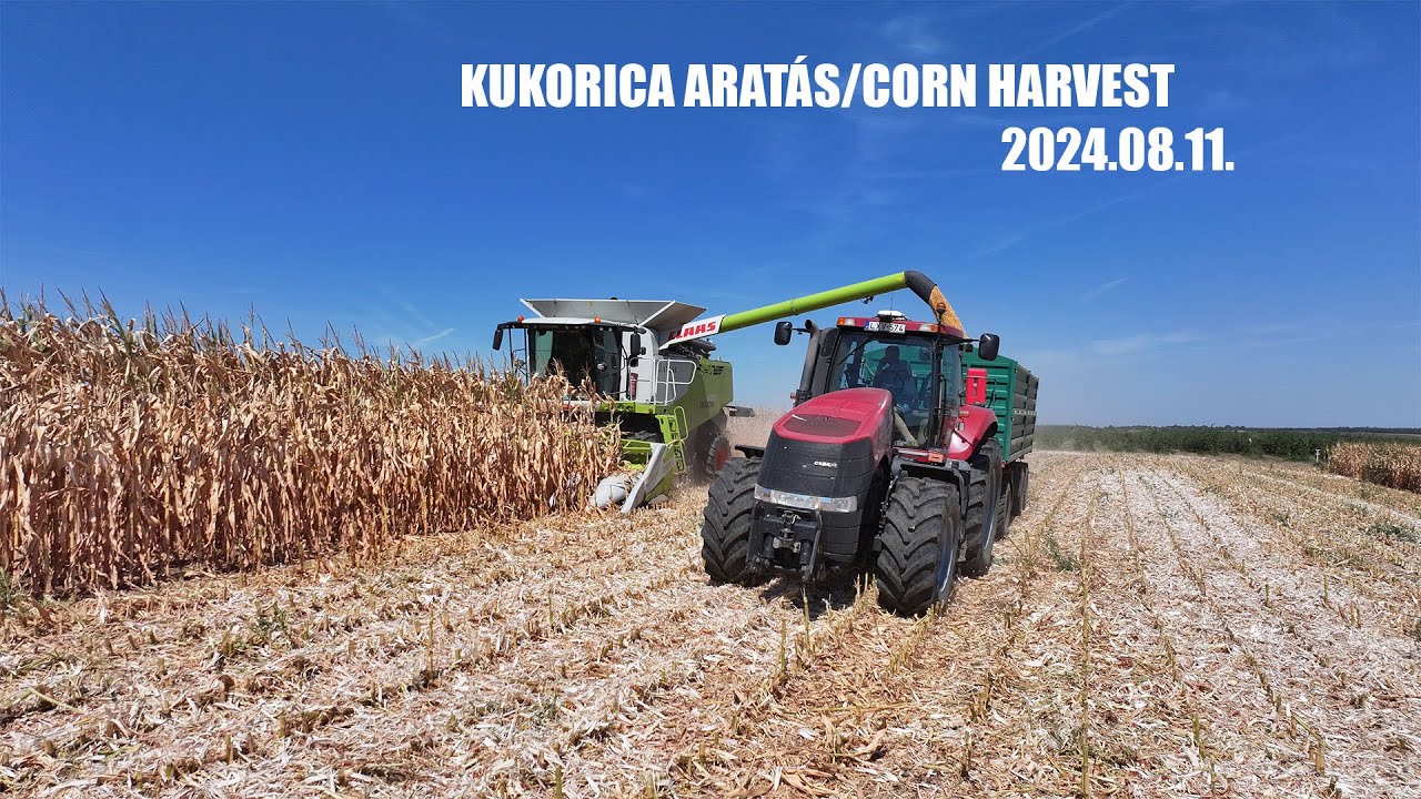 Kukorica aratás/Corn Harvest 2024.08.11. : Claas Lexion 660, 2 X MTZ, Case IH Magnum, New Holland