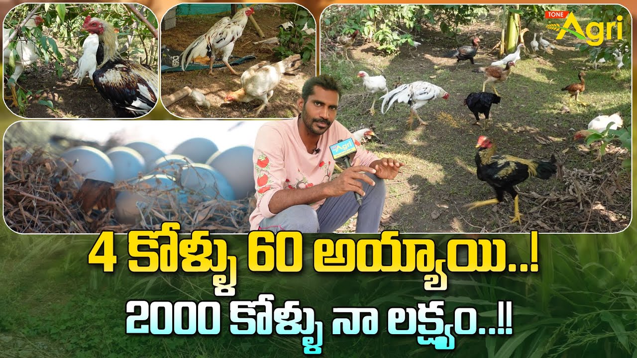Natu Kollu Farming in Arati Thota | 4 కోళ్ళు 60 అయ్యాయి..! 2000 కోళ్ళు నా లక్ష్యం..!! Tone Agri