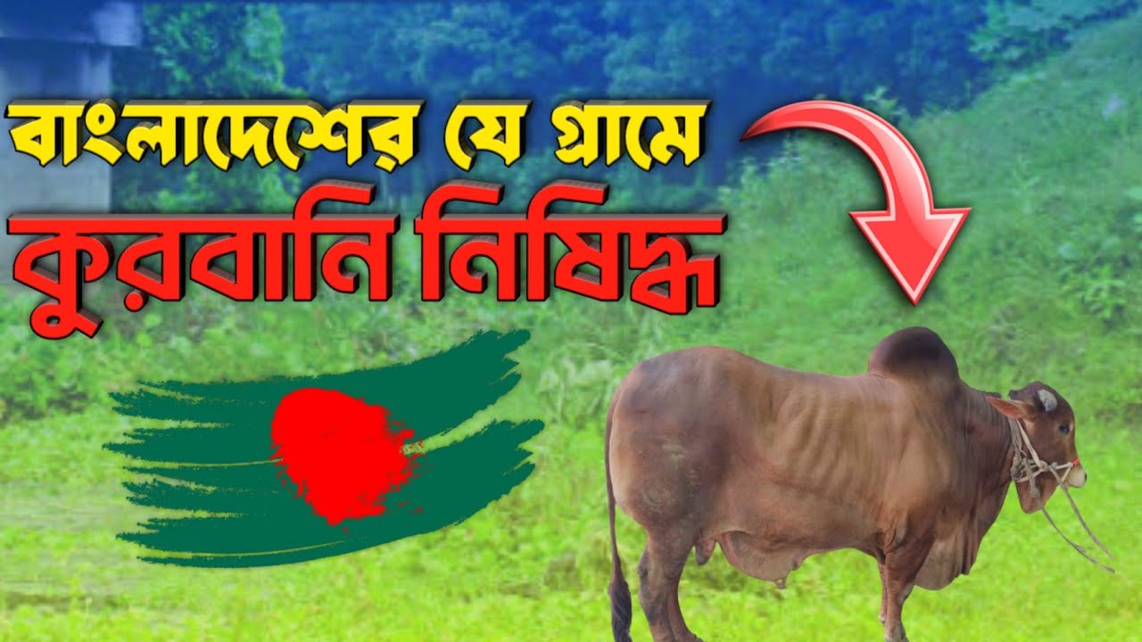 ২০০ বছর ধরে গরু জবাই হয়না যে গ্রামে, কুসংস্কারে নিমজ্জিত যশোরের গ্রাম | kurbani | Cow | Jessore news