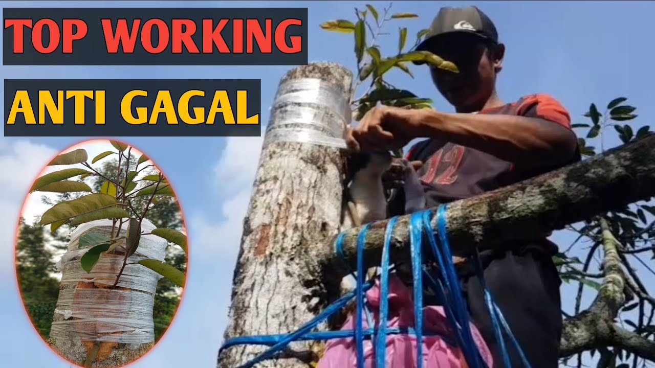 CARA TOP WORKING PALING MUDAH DAN PASTI BERHASIL